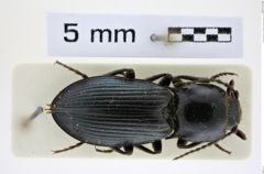 Foto (Dorsalansicht) von Selatosomus denisovae (Gurjeva, 1978) (NHMW-ZOO-COL-0008385)